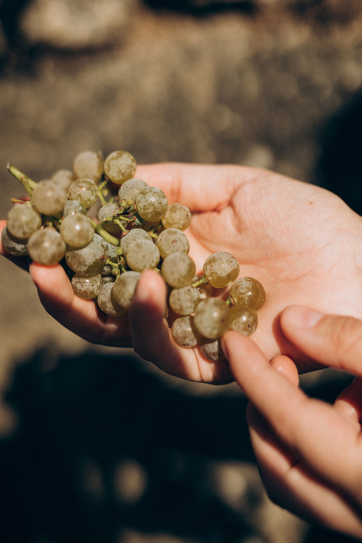 Una mano sostiene un racimo de uva albariño. D.O. Rias Baixas.