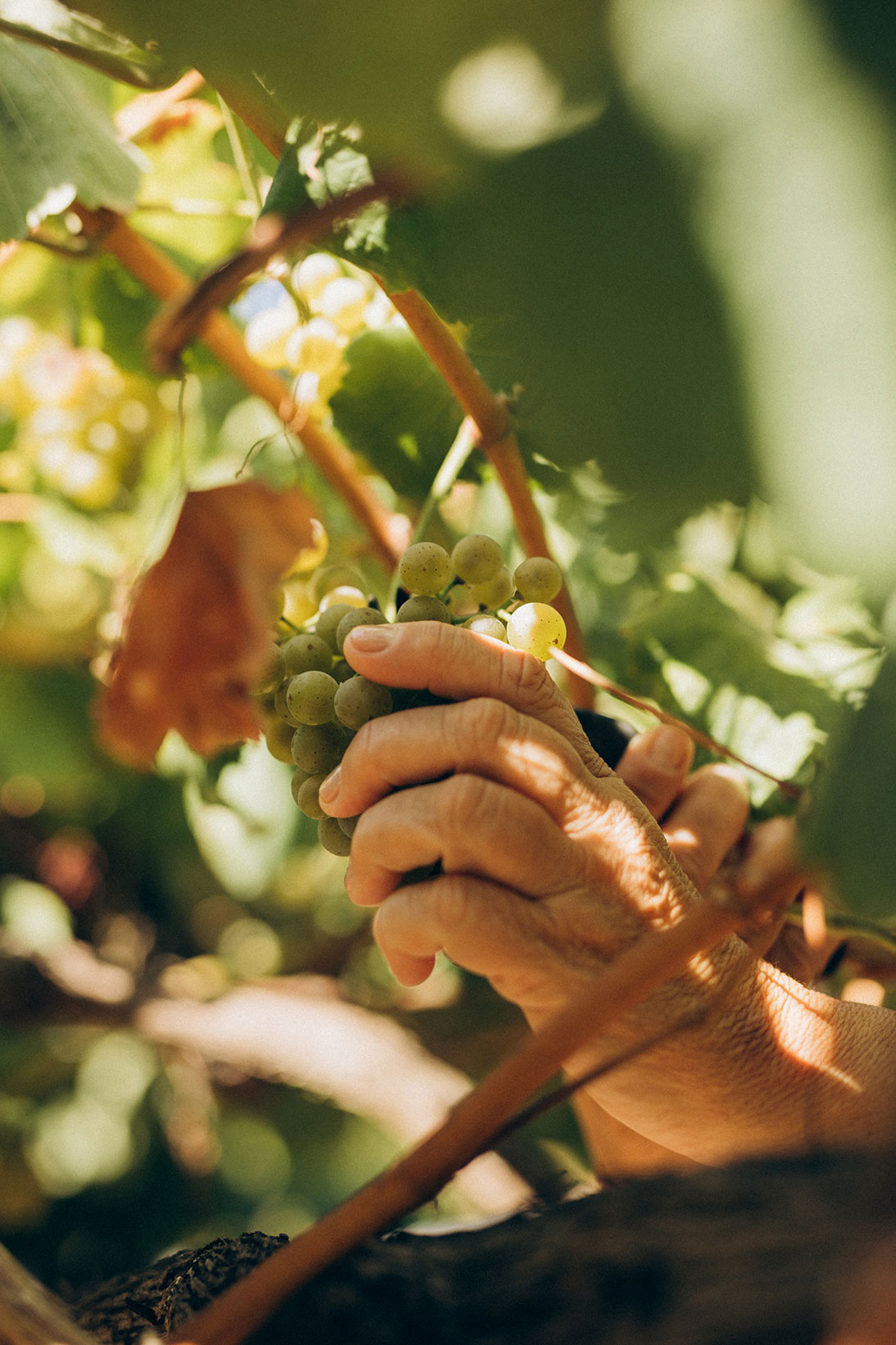 Detalle de mano de trabajador vendimiando uva albariño